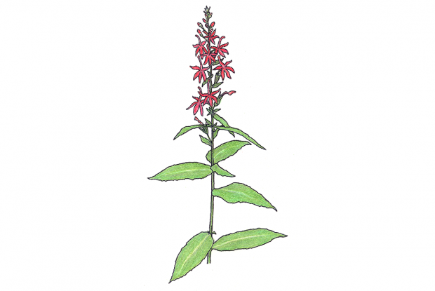 Lobelia cardinalis