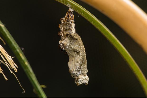 Longwing butterfly chrysalis