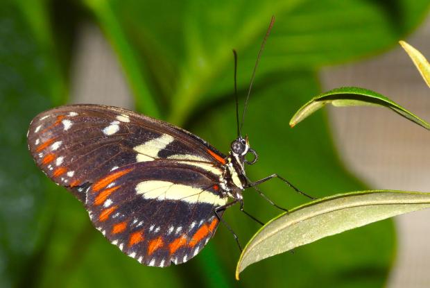 Longwing butterfly
