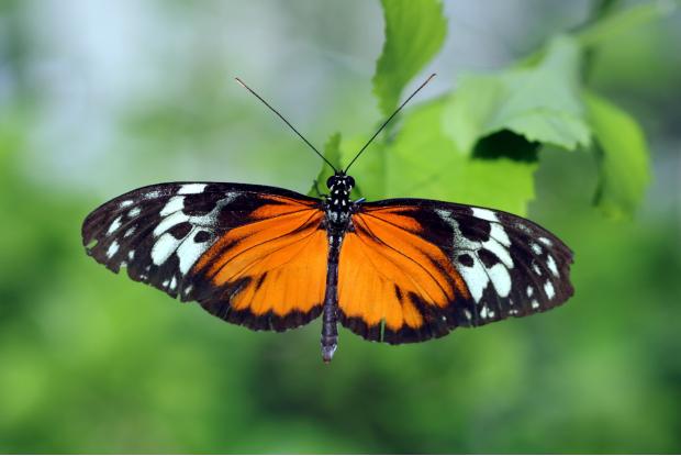 Longwing butterfly