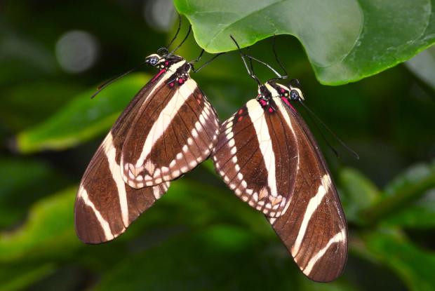 Two longwings butterflies