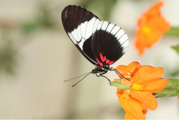 Longwing butterfly