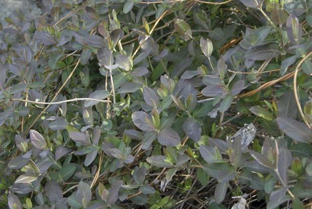 Lonicera 'Mandarin'