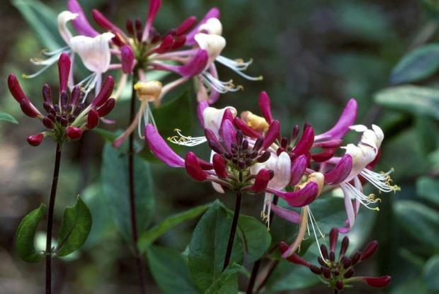 Lonicera periclymenum 'Serotina'