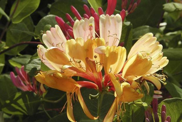 Lonicera x heckrottii 'Gold Flame'