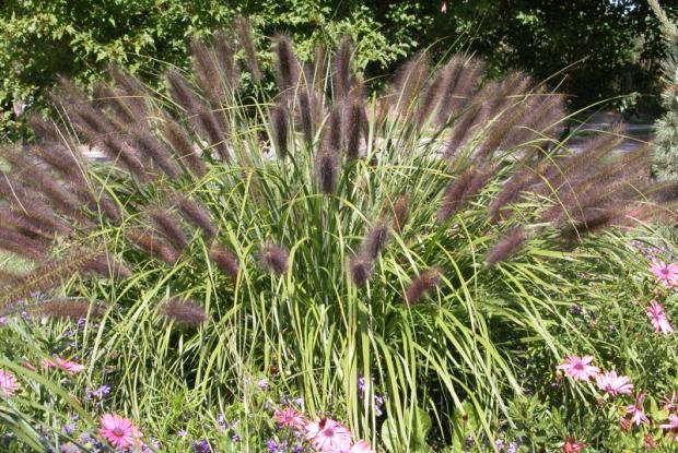 Plate-bande vivaces avec Pennisetum alopecuroides 'Red Head' au centre