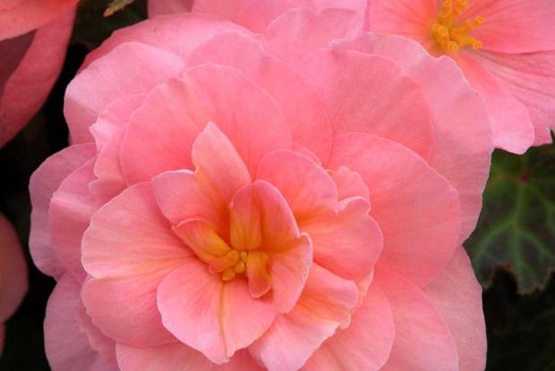 Begonia tuberosa 'Fortune Pink'