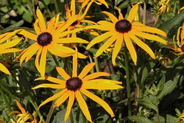 Rudbeckia fulgida var. sullivantii 'Goldsturm'