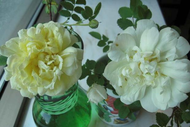 Fleurs coupées (Rosa 'Beauty of Dropmore' et Rosa 'Kilwinning')