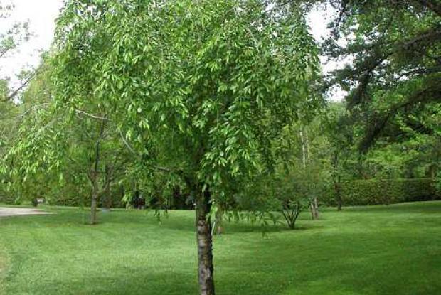 Prunus subhirtella 'Pendula'