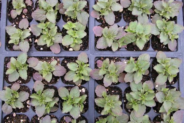 Viola seedlings