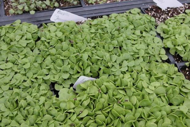 Semis de basilic (Ocimum basilicum)