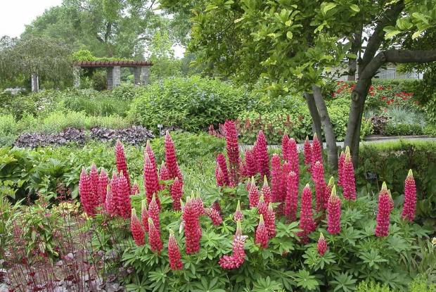 Perennial Garden