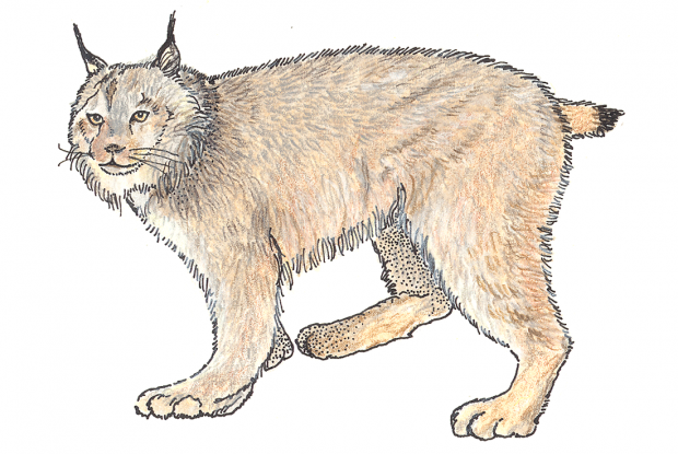 Lynx canadensis