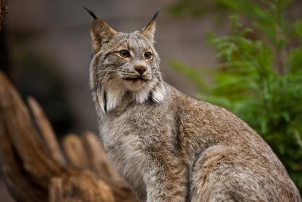 Lynx canadensis