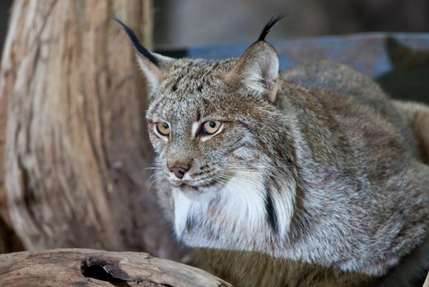 Lynx canadensis