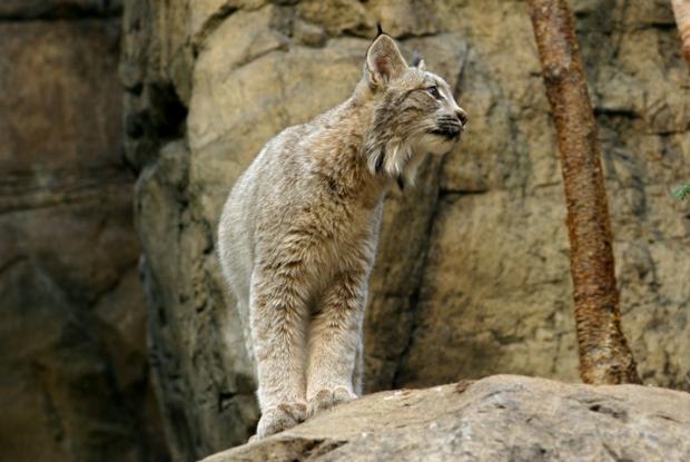Lynx canadensis