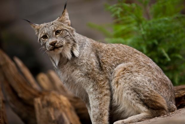 Lynx du Canada (Lynx canadensis).