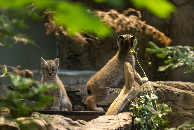 Three lynx kittens to see at the Biodôme