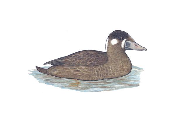 Melanitta perspicillata