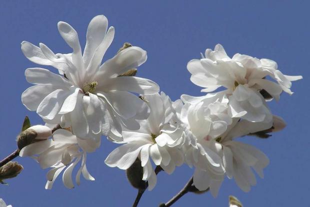 Magnolia stellata 'Royal Star'