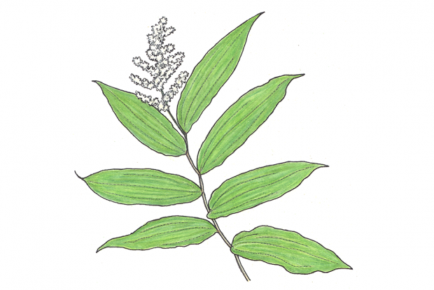 Maianthemum racemosum (anc.: Smilacina racemosa)
