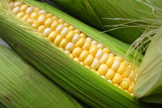 Zea mays