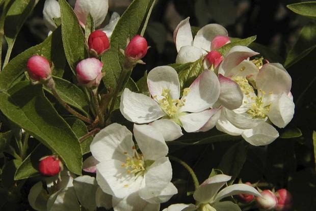 Malus 'Courtabri'.