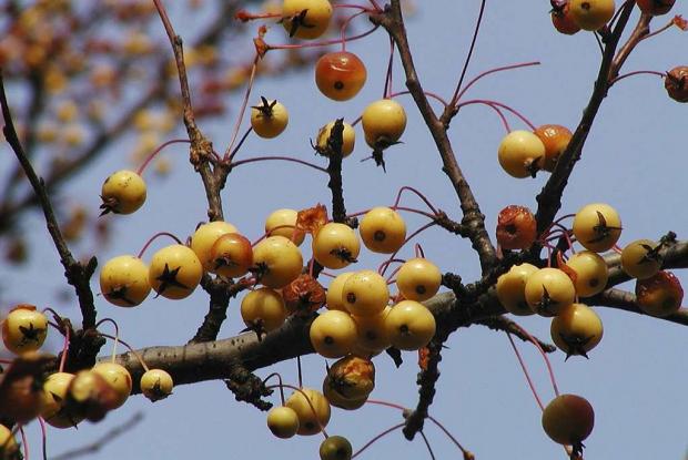 Malus 'Winter Gold'