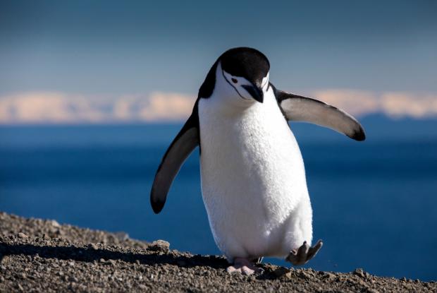 Chinstrap penguin near a shore