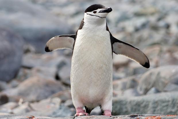 Chinstrap penguin on a rock