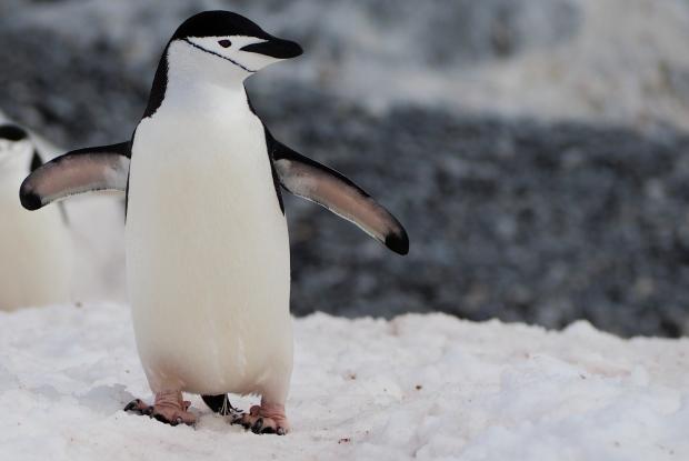 Chinstrap penguin on the snow