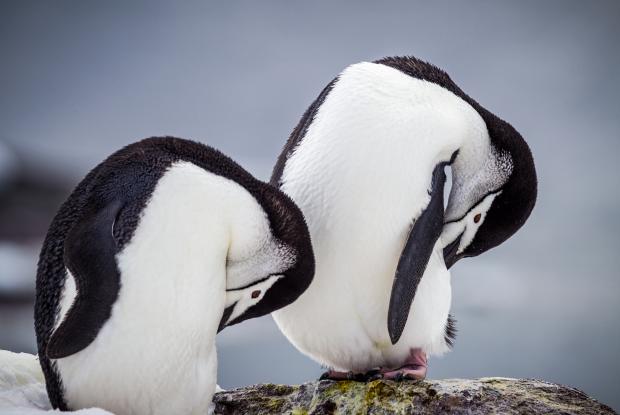 Two chinstrap penguins
