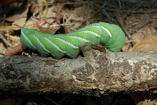 Chenille du sphinx de la tomate (Manduca quinquemaculata)