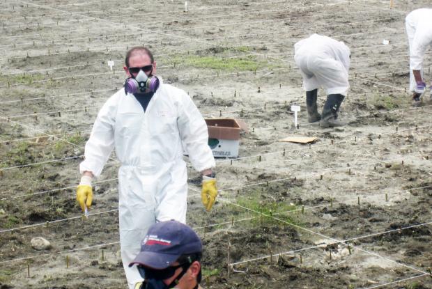 Mise en place d’une expérience de décontamination de sols contenant des HAP et d’autres hydrocarbures au printemps 2011.