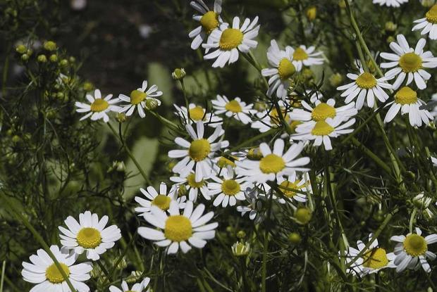 Matricaria recutita