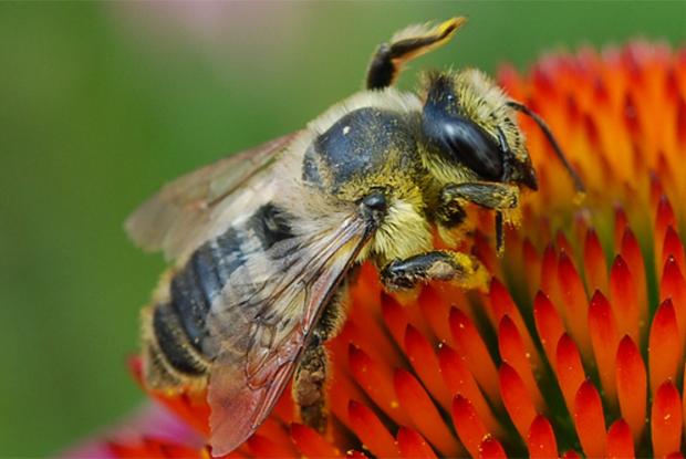 Megachile rotonda