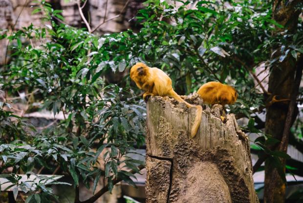 Mission of the Biodôme