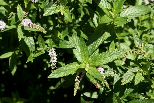 Mentha spicata