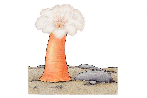 Metridium senile
