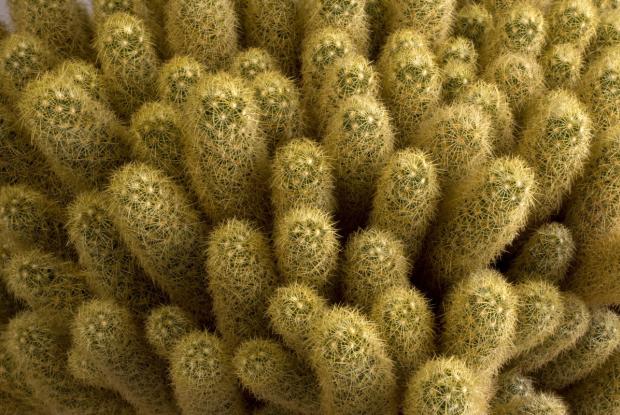 Mammillaria-elongata-subsp-elongata-michel_tremblay_mt0033949.jpg