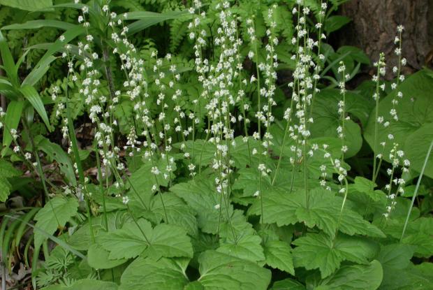 Mitella diphylla