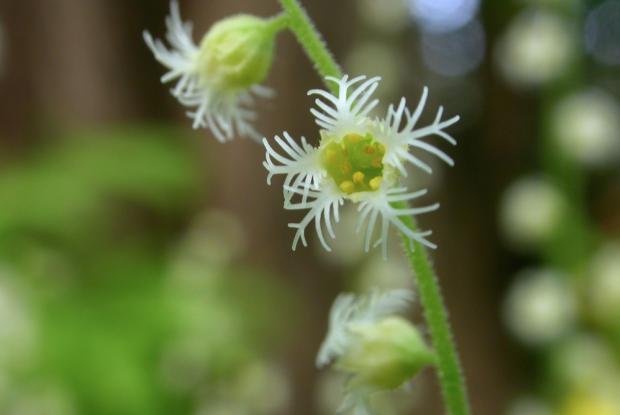 Mitella diphylla