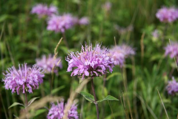 Monarde fistuleuse