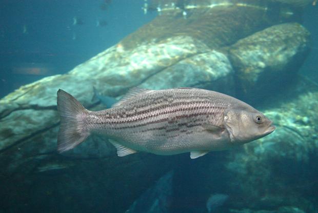 Striped bass (Morone saxatilis) is considered extinct in Quebec due to over-exploitation.
