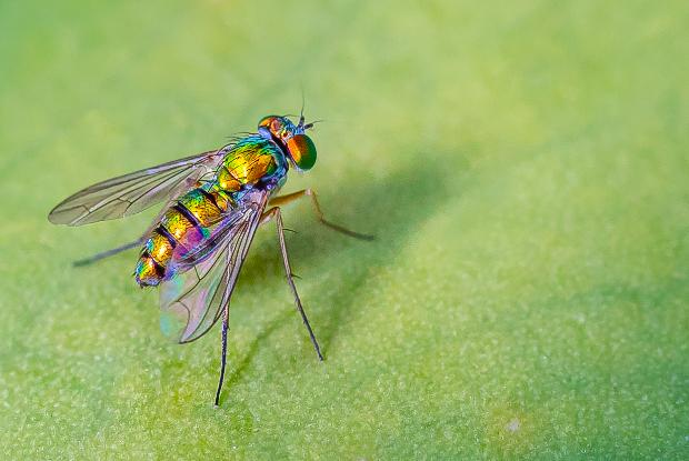 Common fly (Condylostylus sp.)
