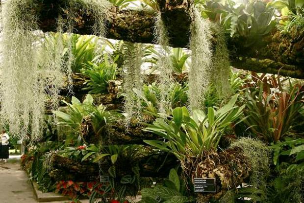 Serre de la Forêt tropicale humide Serre de la forêt tropicale humide