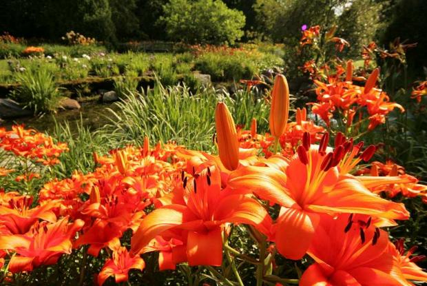 Lilium cv.