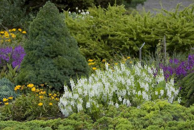 Shrub Garden