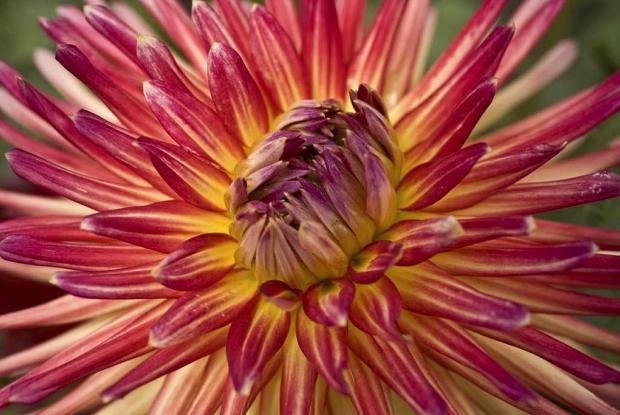 Dahlia sp.